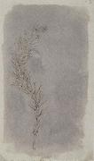 Willim Henry Fox Talbot Rosemary Twig Germany oil painting artist